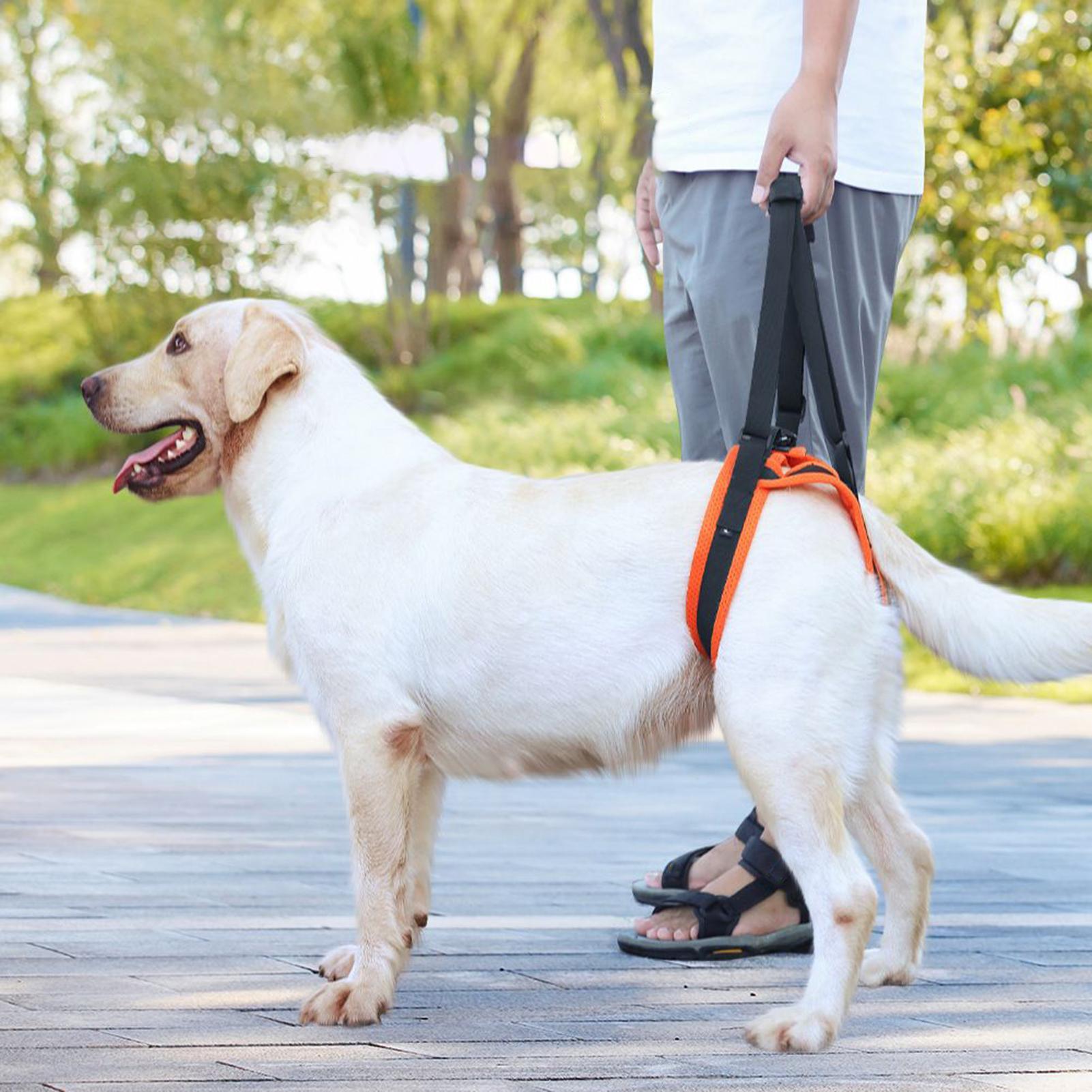 Dog Lift Harness Adjustable St - Ladder Toss Set review and price